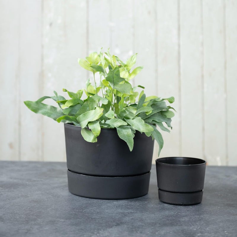 Root & Vessel Majestic Mid-Century Modern Low Profile Cylinder Pot, Matte Black, 6.5" - Image 3